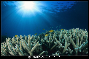 just reef by Mathieu Foulquié 